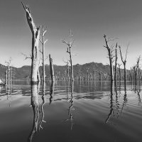 Paddling in an old forest